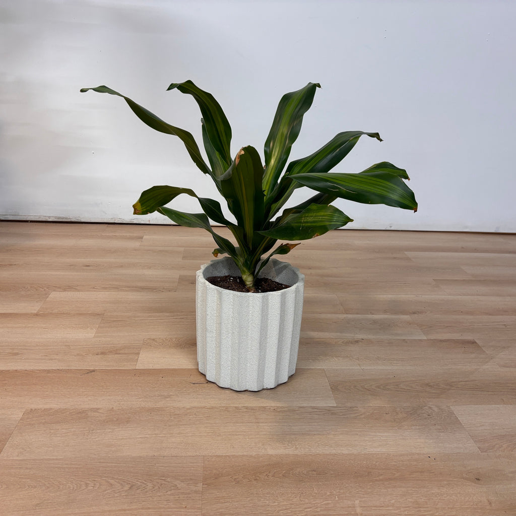 Dracaena Flower Pot
