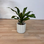 Dracaena Flower Pot