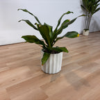 Dracaena Flower Pot