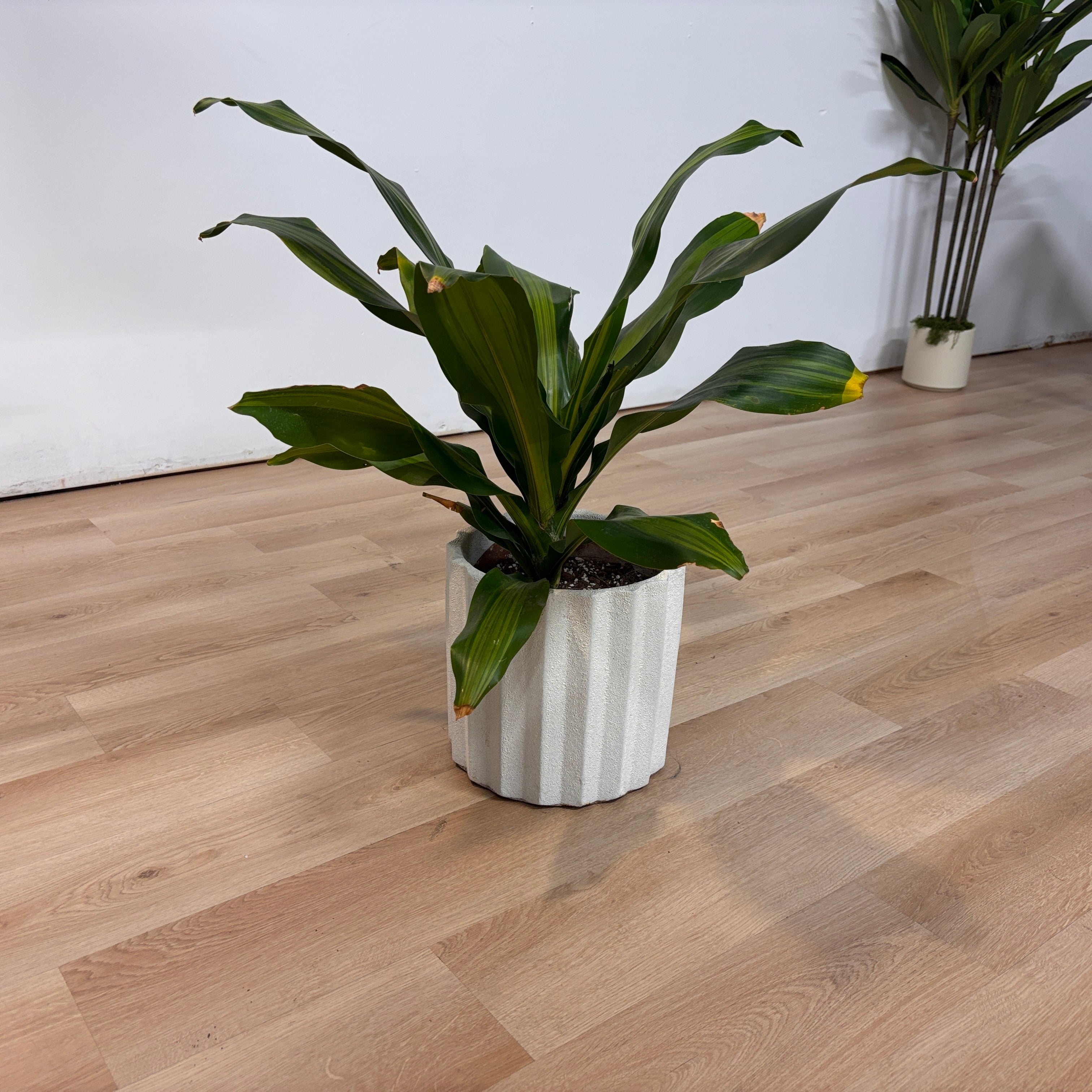 Dracaena Flower Pot
