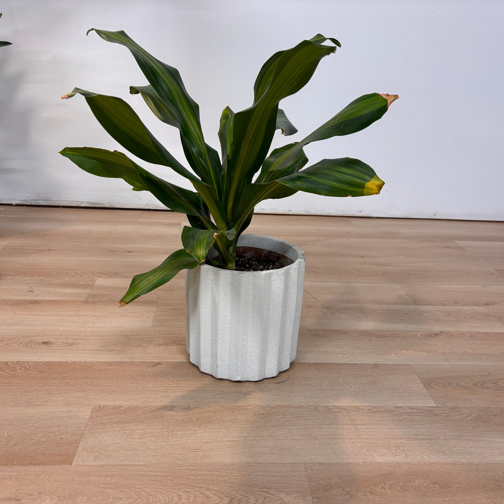 Dracaena Flower Pot