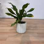 Dracaena Flower Pot